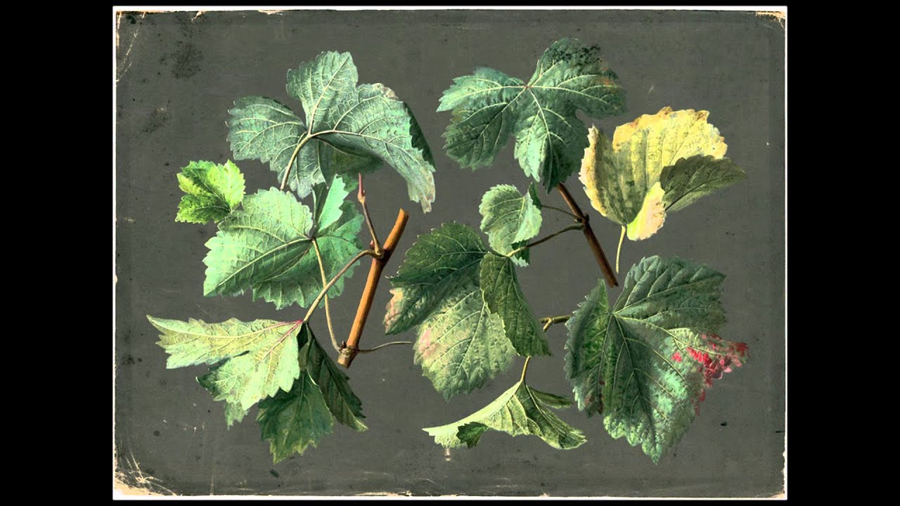 J.C. Bach - Sextet in C major