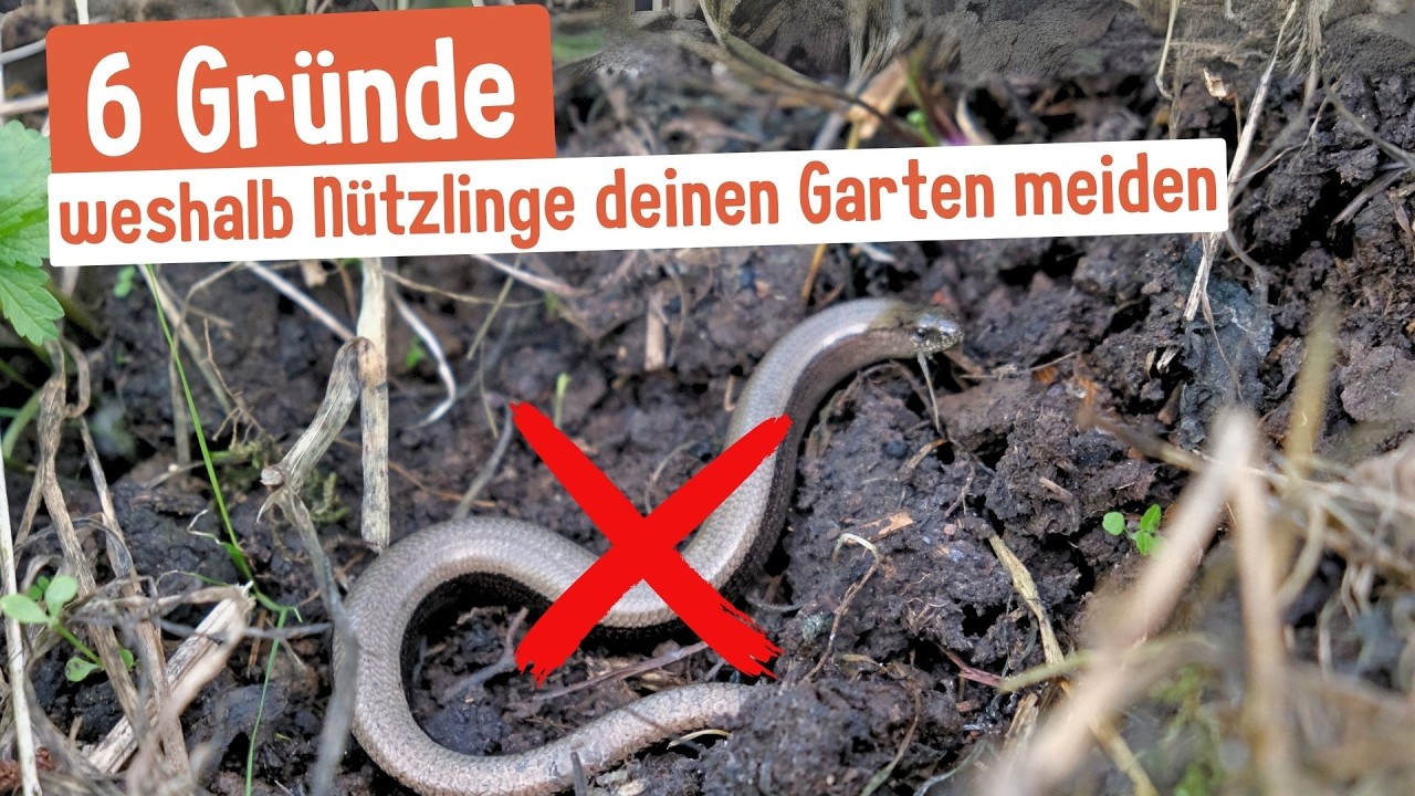 Deshalb hast du (fast) keine Nützlinge mehr im Garten🪲