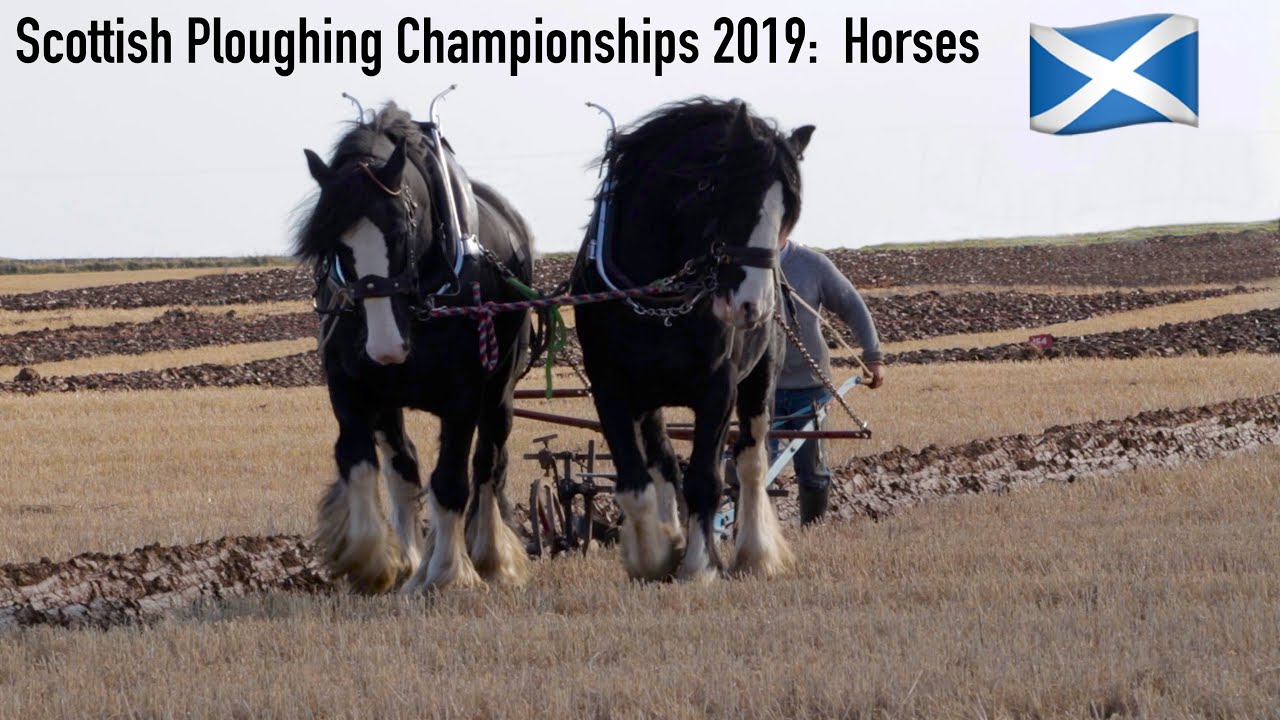 Scottish Ploughing Championships 2019: Horses on Sunday