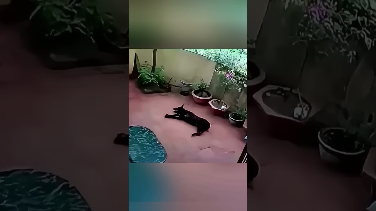 Dieser Hund stellte sich tot, um ein kleines M&auml;dchen zu retten 🥹