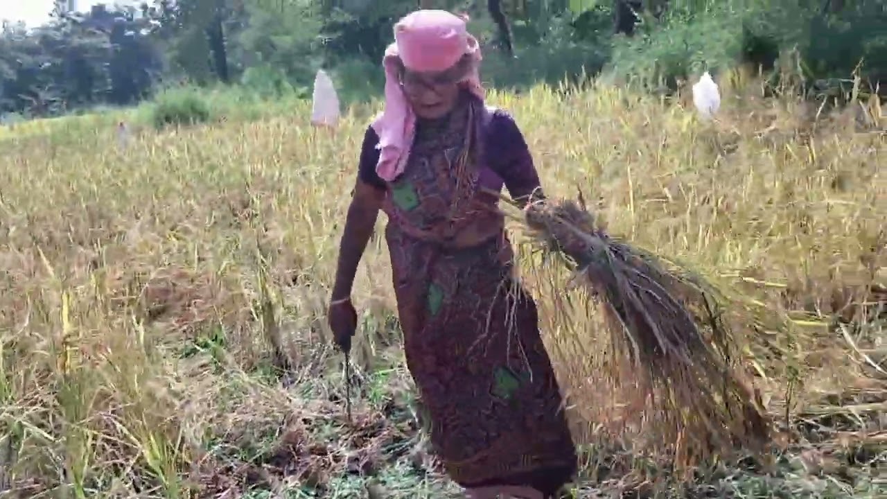 खेड चिंचघर वेताळवाडी डुकरांनी भात शेतीच केल नुकसान 😱😱