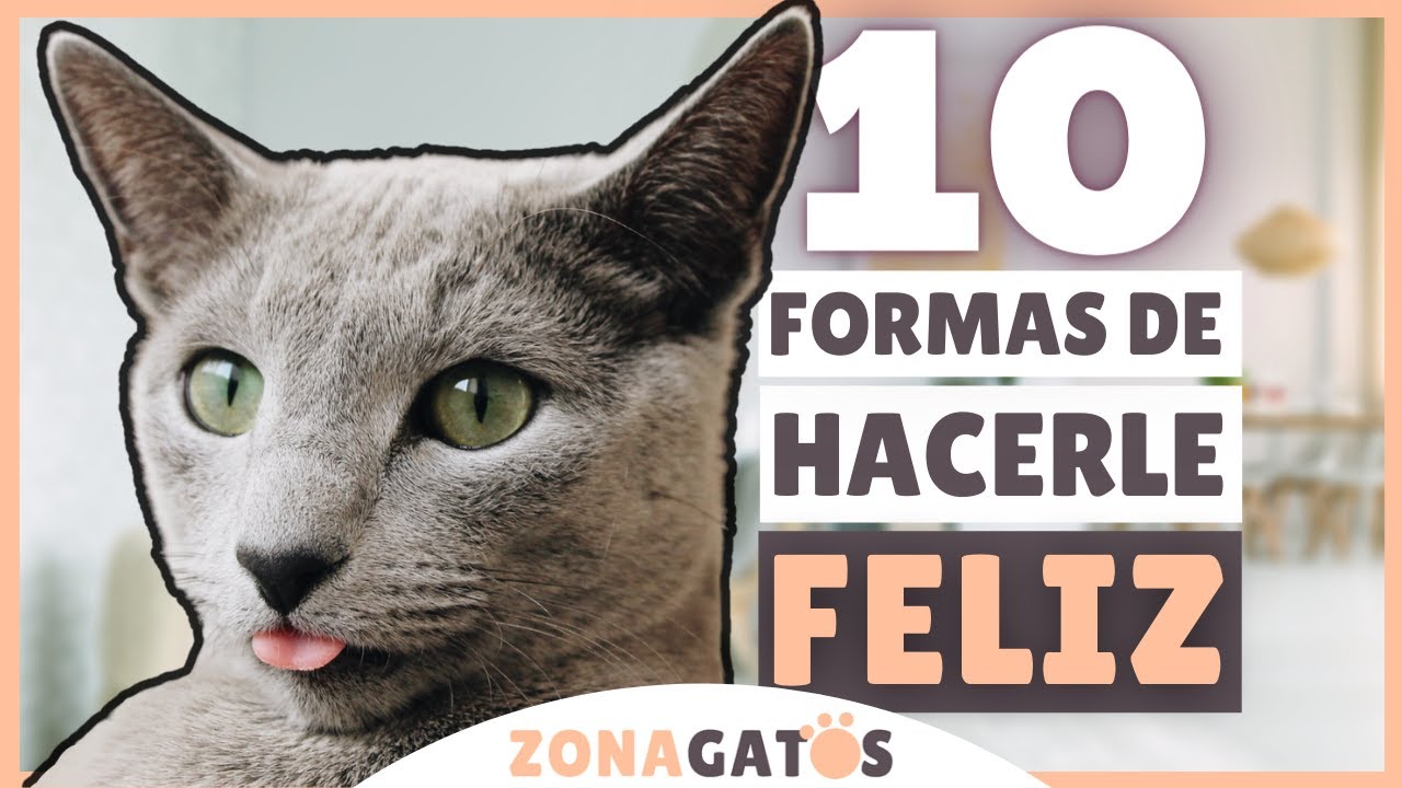 10 formas de hacer FELIZ a tu gato