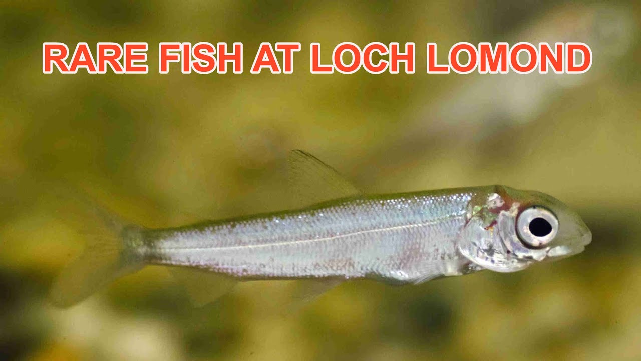 Beneath the Waterline: Powan at Loch Lomond (Part 3 of 5)