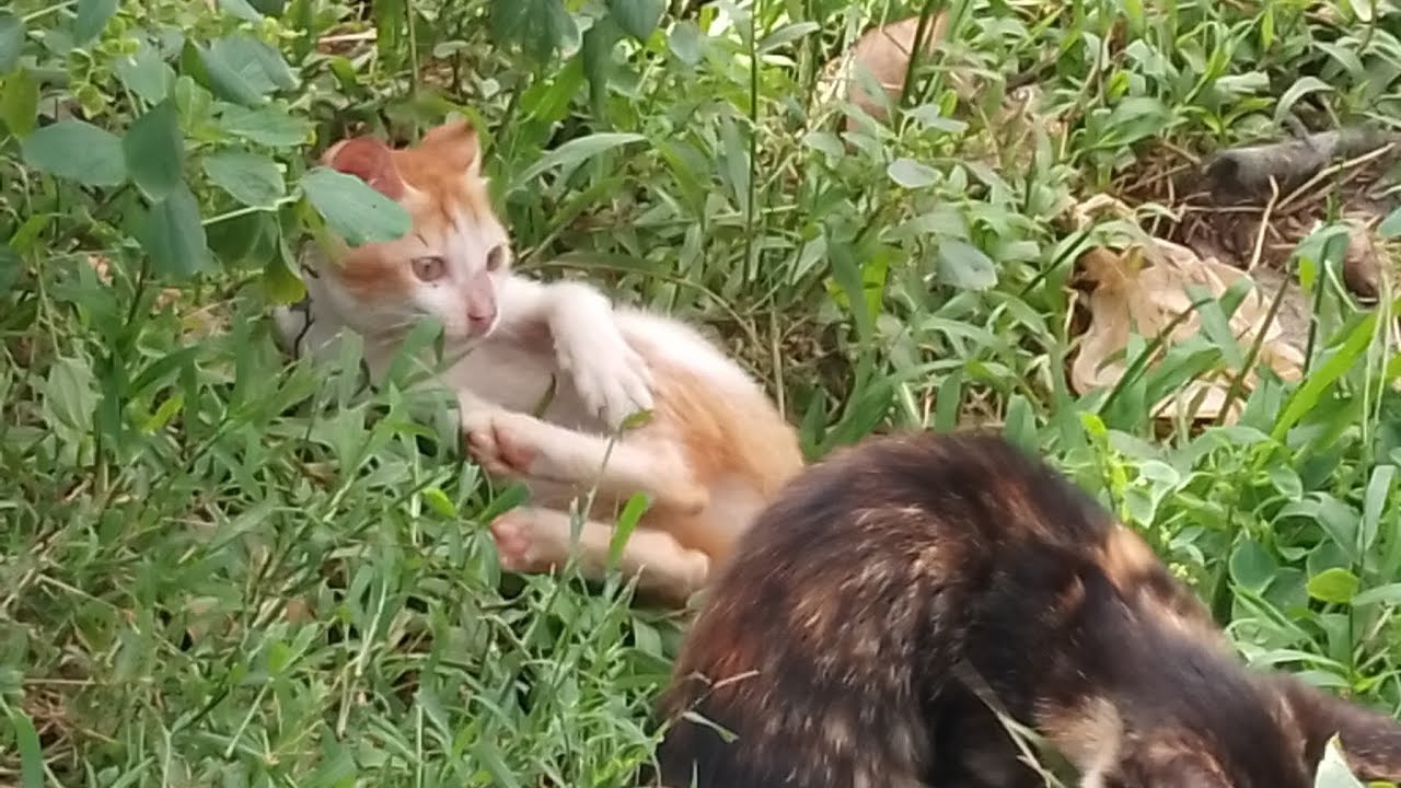 Lucunya anak kucing bermain di semak-semak(@Raisa03 ) 