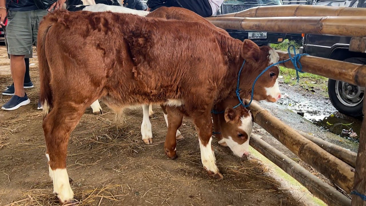 PEDET NYUSU SIMENTAL CALON MONSTER❗️PASAR SAPI BOYOLALI