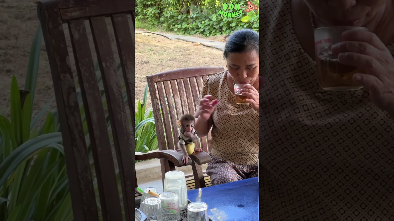 Baby monkey Bon enjoys the peaceful life in Grandma Ly's countryside home