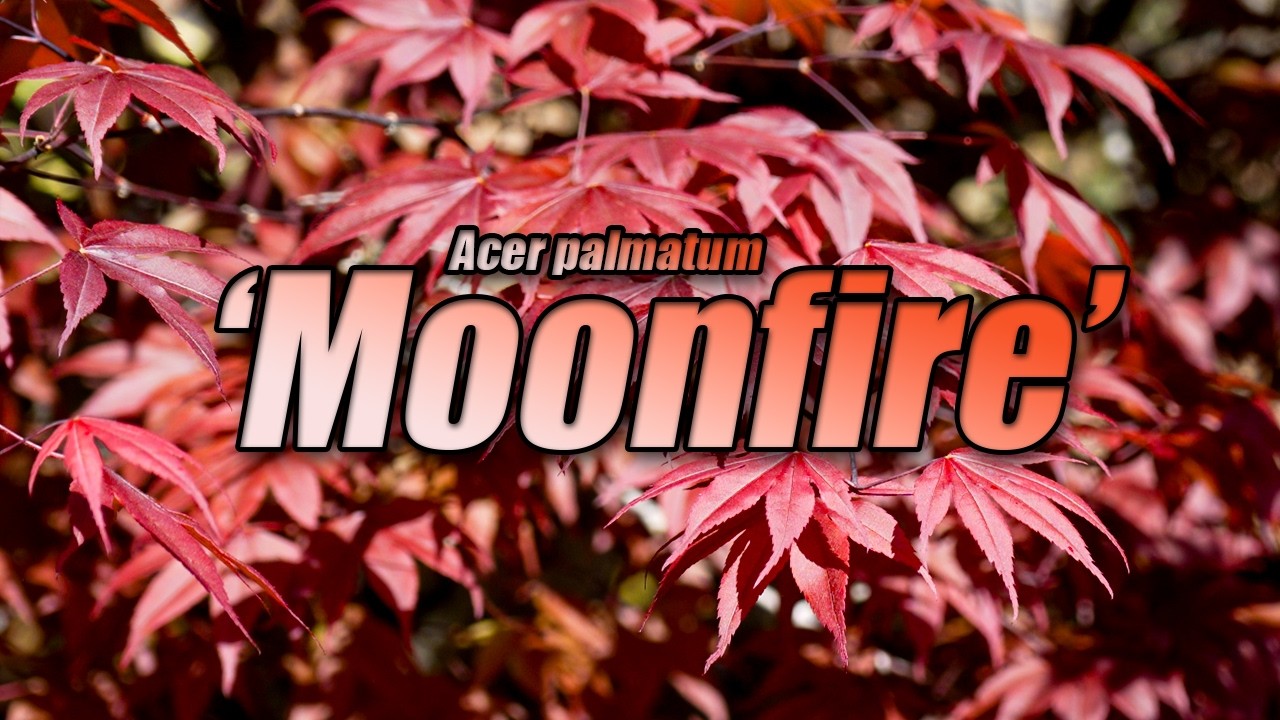 Acer palmatum 'Moonfire' | Red Japanese Maple |