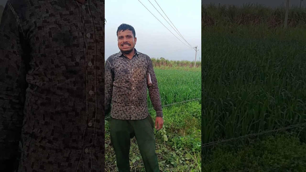 13235 ki jankari kissan ki jubani #farmer #kissan #ganna 