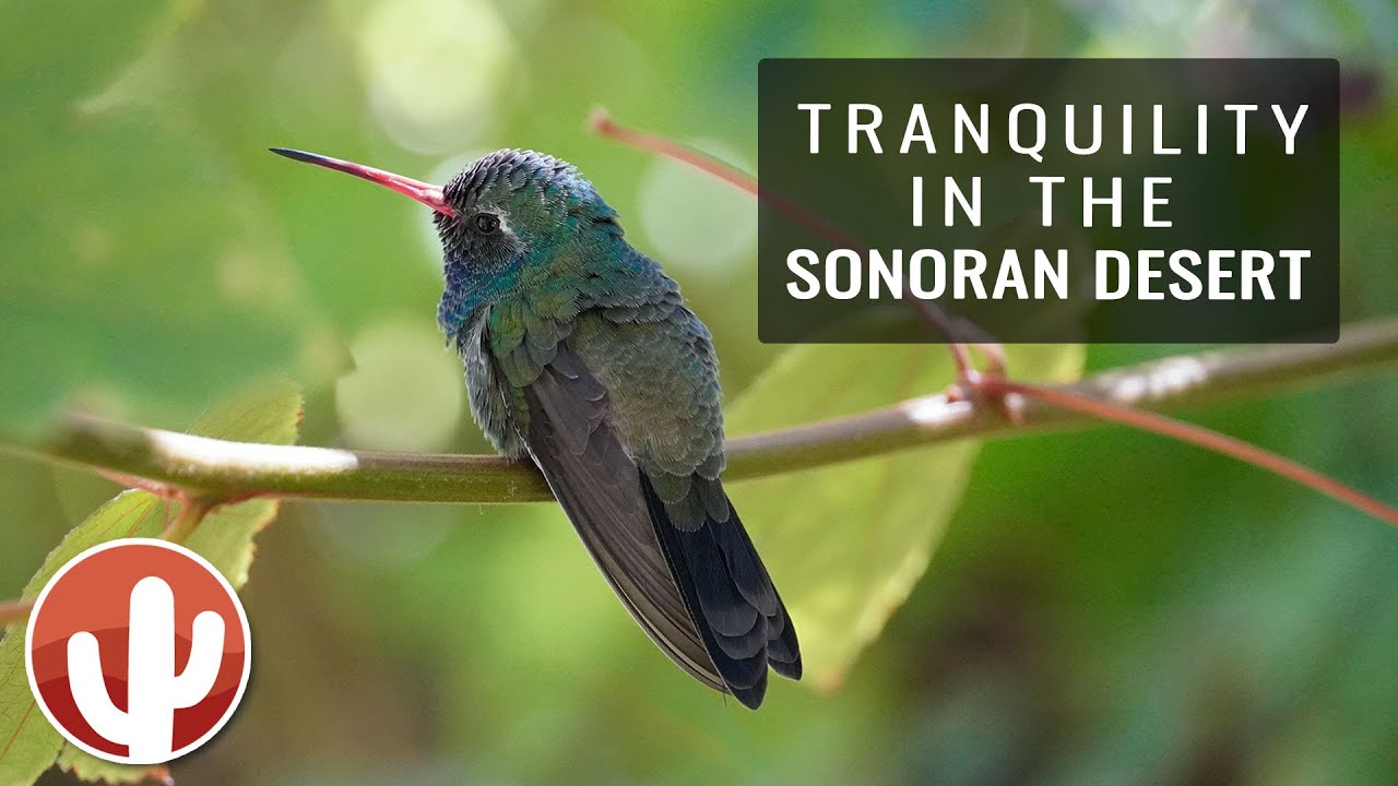 ARIZONA-SONORA DESERT MUSEUM | Tucson, Arizona | 2022 Tour