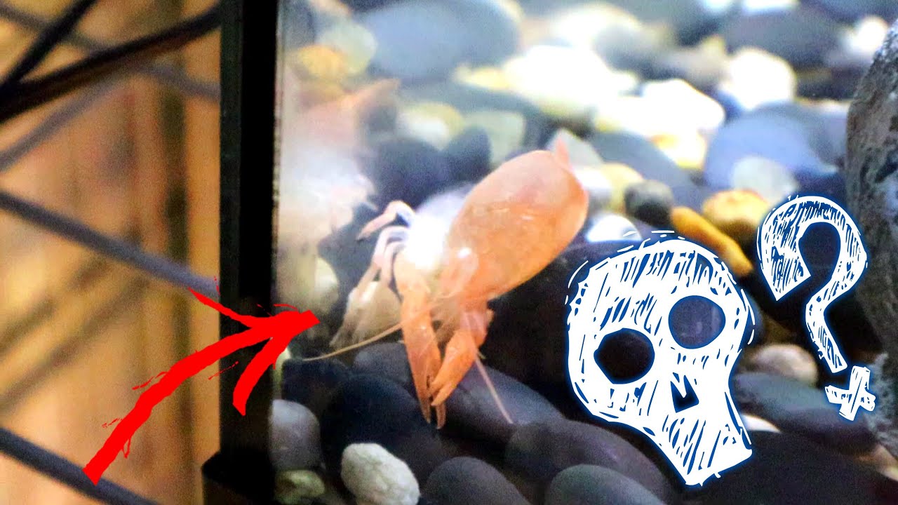 Red Crawfish Tank Setup (UPDATE) | A1A Adventures