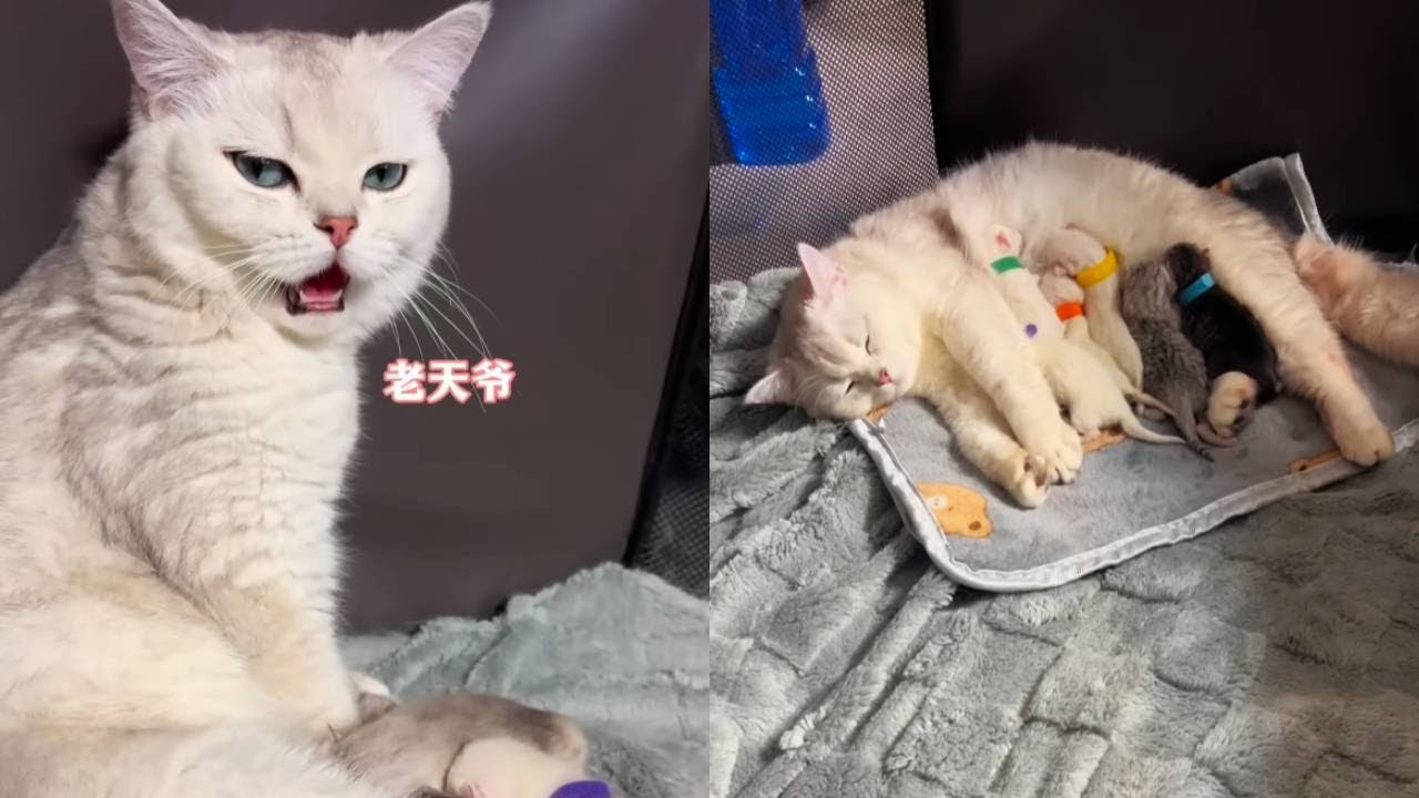 【湯圓寶寶成長日記】湯圓寶寶的成長變化！小時候皮到八條鎮壓不住，現在居然長這麼大了！【小锋小志的猫咪小院】