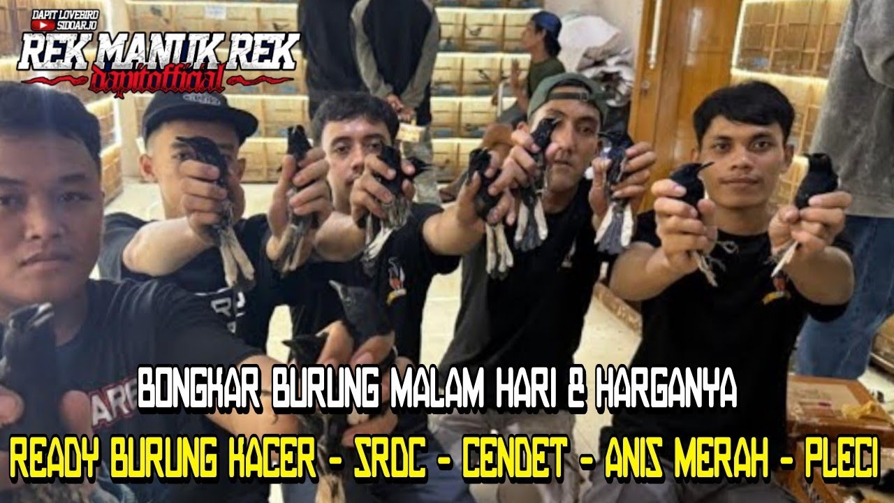 BONGKAR BURUNG MALAM HARI BESERTA HARGANYA - READY BURUNG KACER - SRDC - CENDET - ANIS MERAH - PLECI