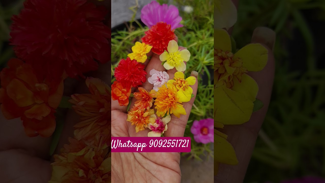 Plant for sale 