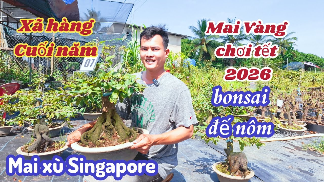 22/01/2026💥Mai vàng chơi tết 2026-siêu bông bình, mai xù Singapore ☎️0703 460 279 Toàn 