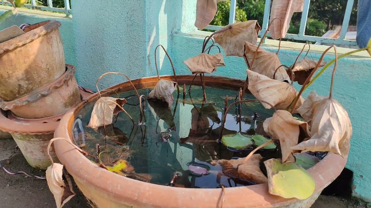 lotus pot cleaning in winter