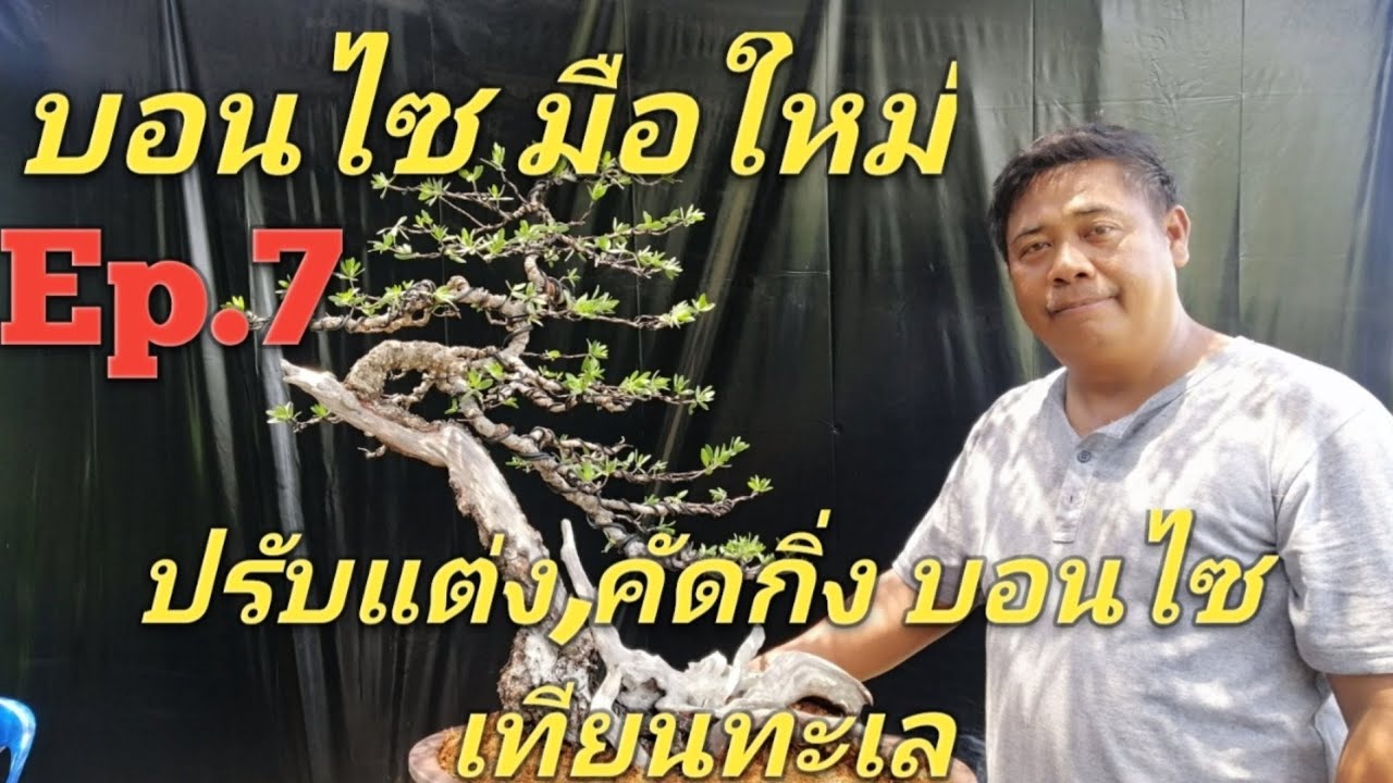 ตัดแต่งกิ่ง บอนไซเทียนทะเล