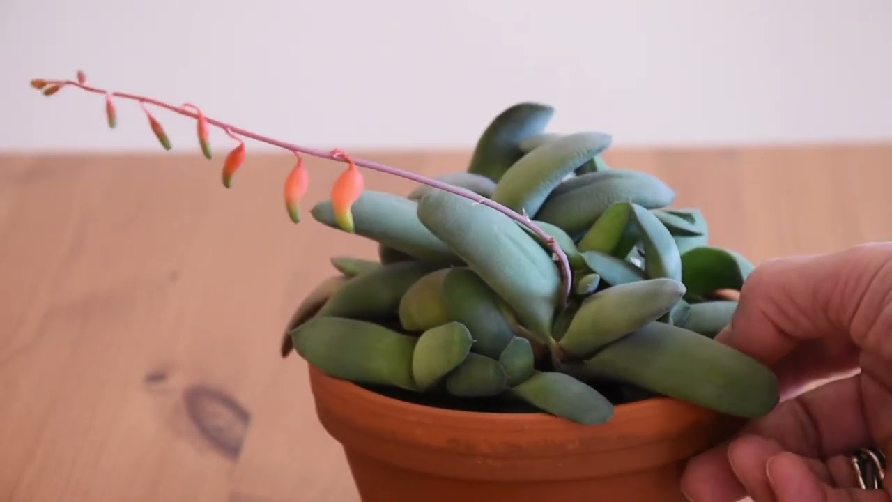 Gasteria glomerata how I take care of it and make it bloom