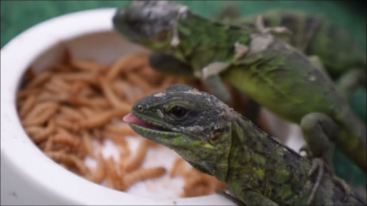 The New Best Pet Iguana  Mexican Spiny tail Iguanas Pied Iguana Banana Iguanas  (Update Feb 01 2023)