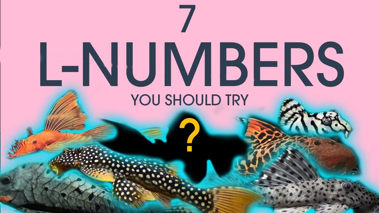 7 L-Numbers you should try!