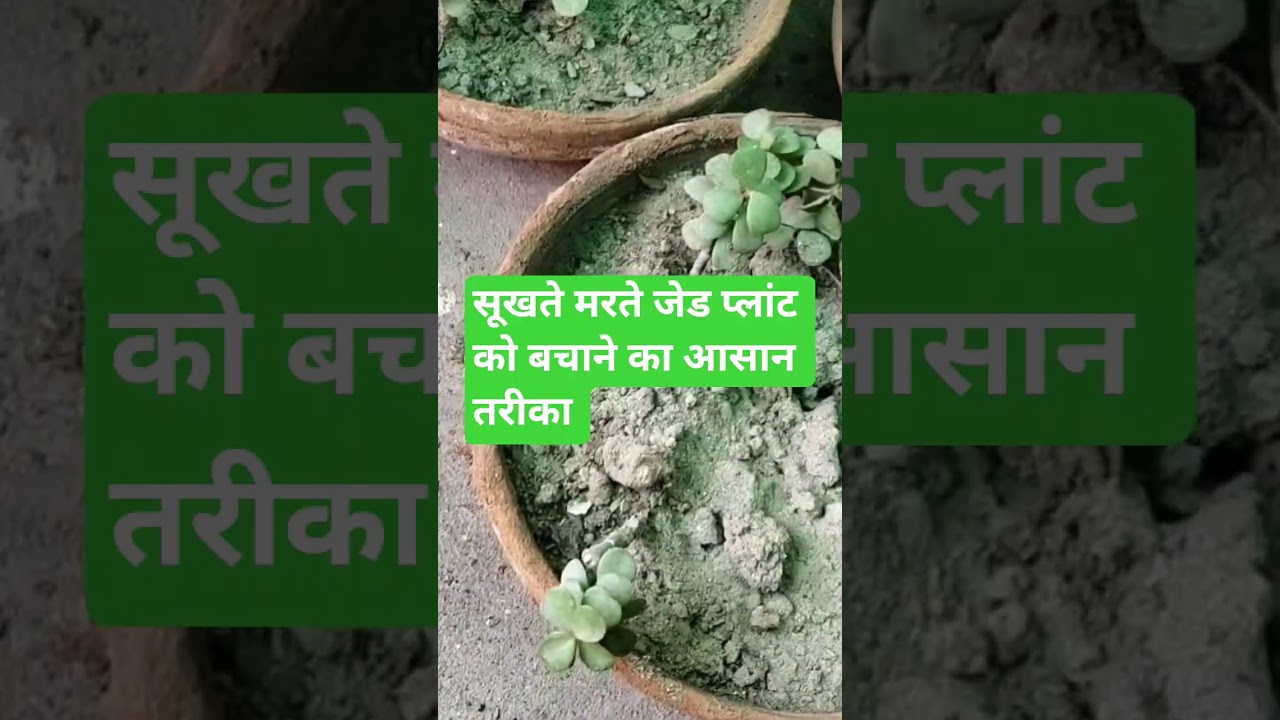 मरता जेड प्लांट होगा 2 दिन में हरा.Jade plant care.jade plant ki care.सर्दी में जेड प्लांट की देखभाल