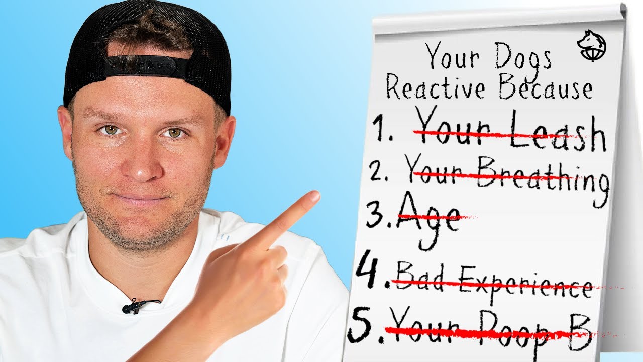 5 неожиданных причин, по которым ваша собака стала реактивной
