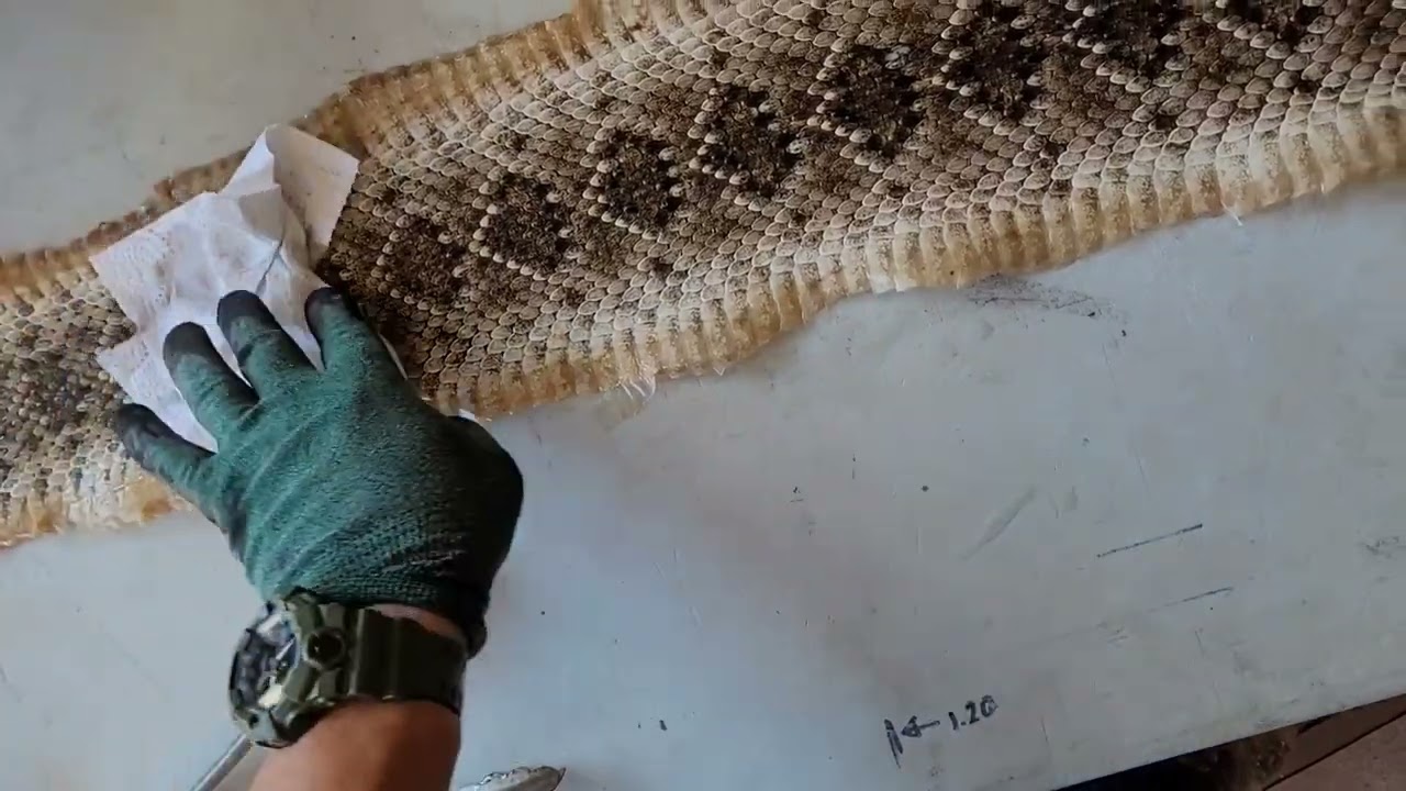 curtido de piel de víbora de cascabel