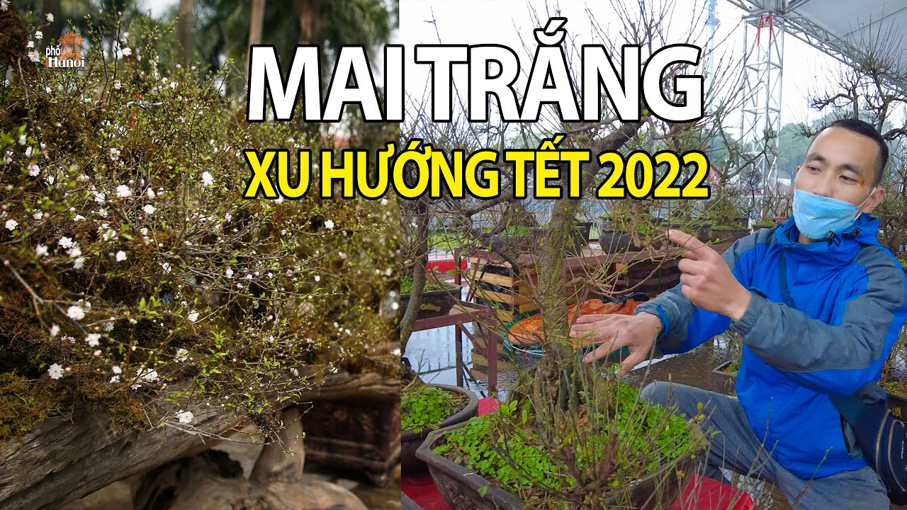 Nhất Chi Mai - Xu hướng chơi hoa Tết 2022 ở Hà Nội #hnp