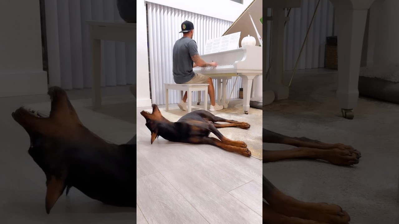 My Doberman loves it when I play the piano for him 