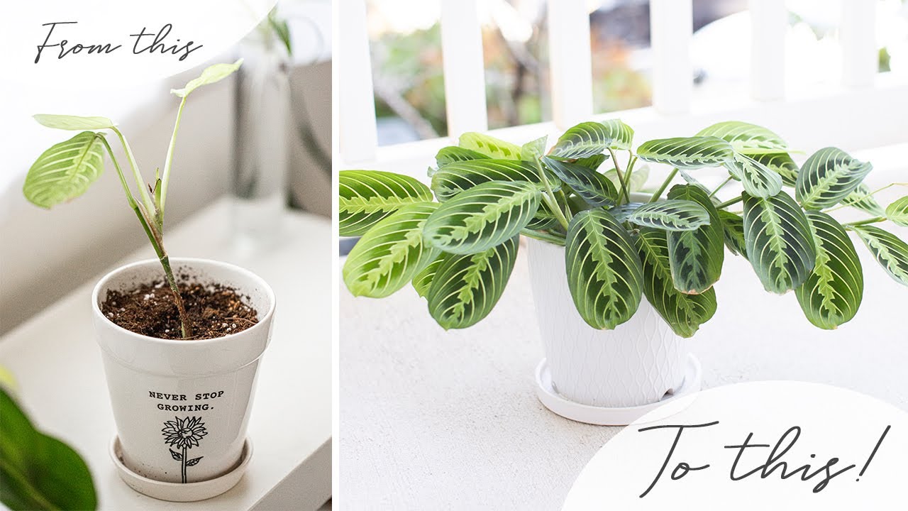 I Saved & Revived My Prayer Plant! | How I Rescue Dying Houseplants