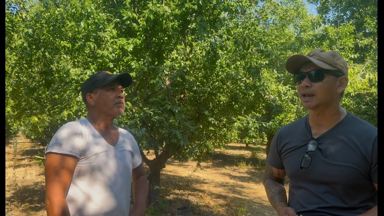 Khmer owned Honey JuJube Farm in Fresno California.  ចំការពុទ្រាទឹកឃ្មុំ​​របស់ខ្មែរនៅ​​ Fresno
