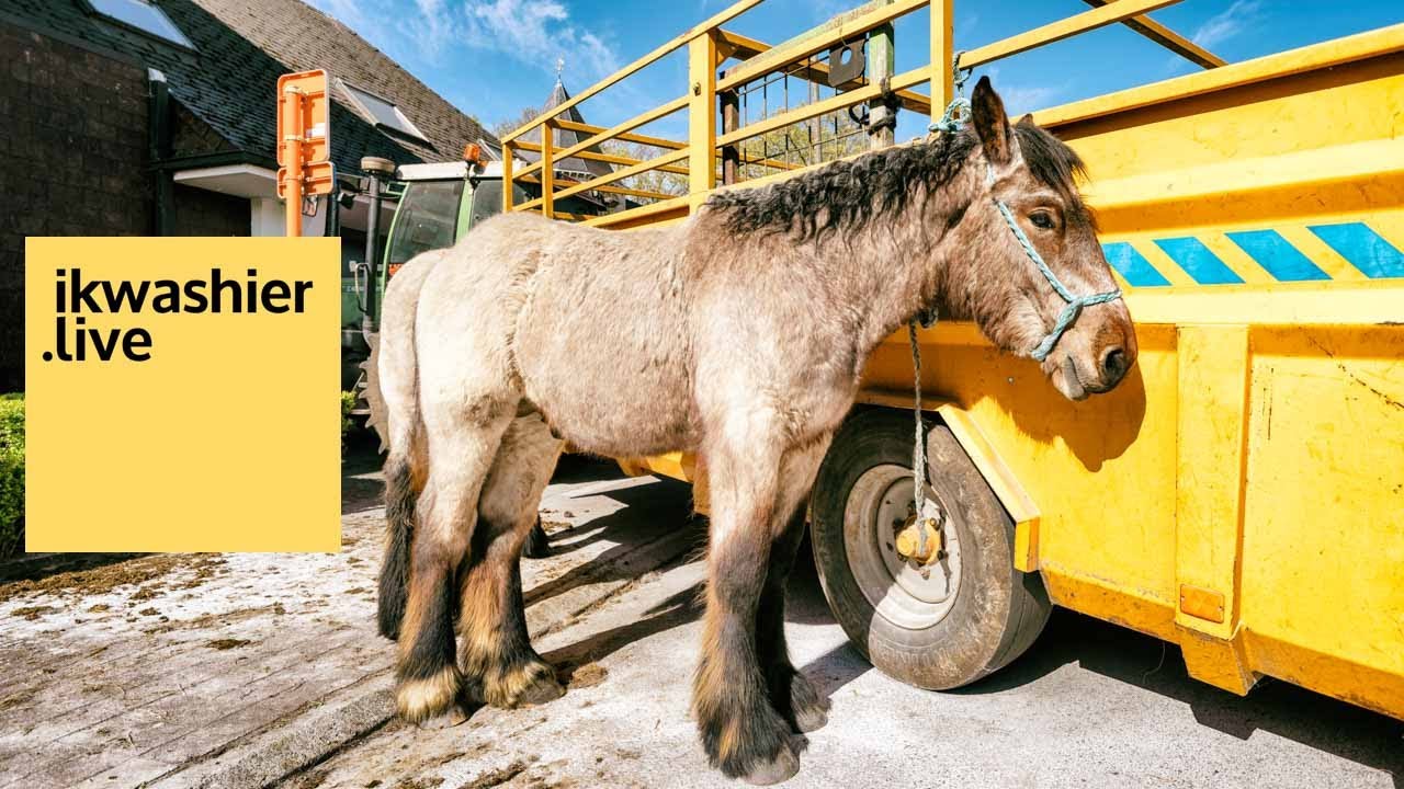 Reeksen jaarling hengsten Belgische trekpaarden - ikwashier.live op Paaskeuring jaarmarkt Evergem