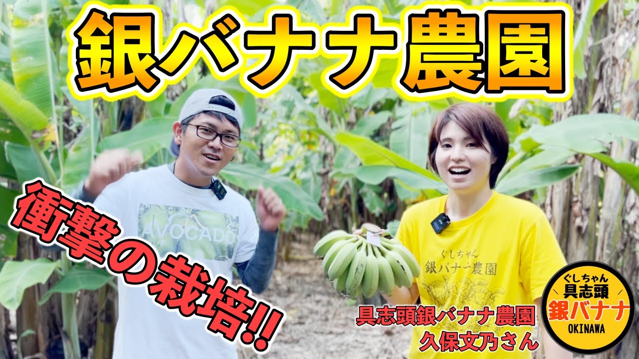【衝撃！】まるで竹林!? 森の中で栽培する銀バナナ！これまで見たことのない高さの収穫！？【ぐしちゃん銀バナナ 久保文乃さん】