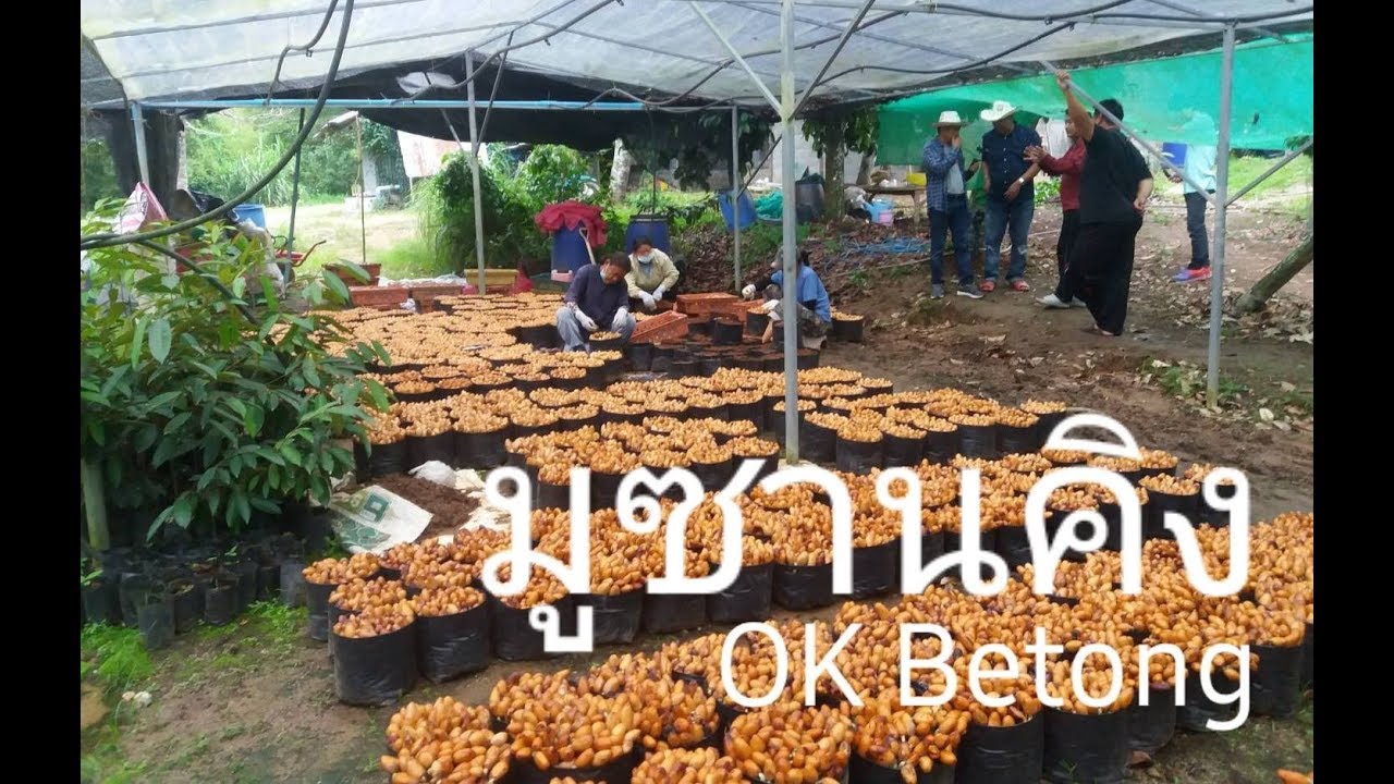 LIVE ตะลุยแหล่งผลิตพันธุ์ทุเรียนมูซานคิงเบตง พบคนรุ่นใหม่รวมกลุ่มทำตลาดเจ๋งมาก