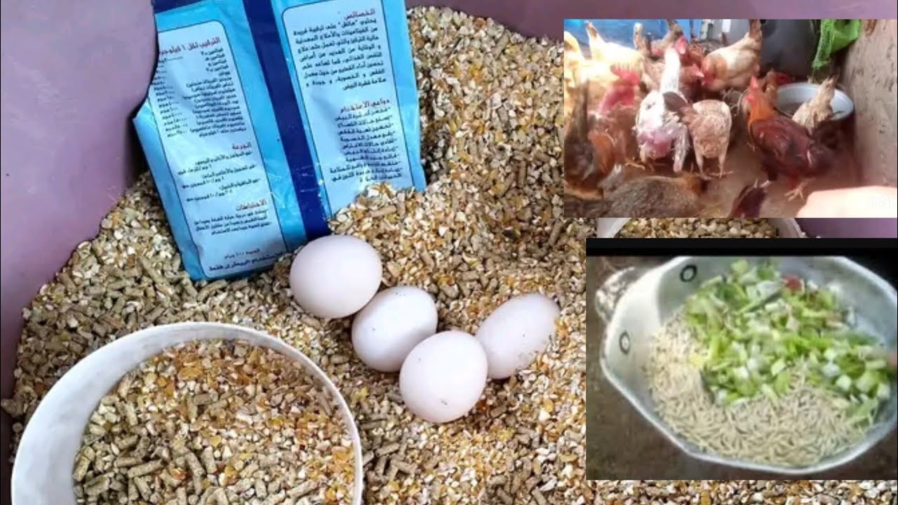 4مكونات مجانيه لتكوين عنقود🥚 البيض عنقود البيض مش هيخلص أبداً 💯