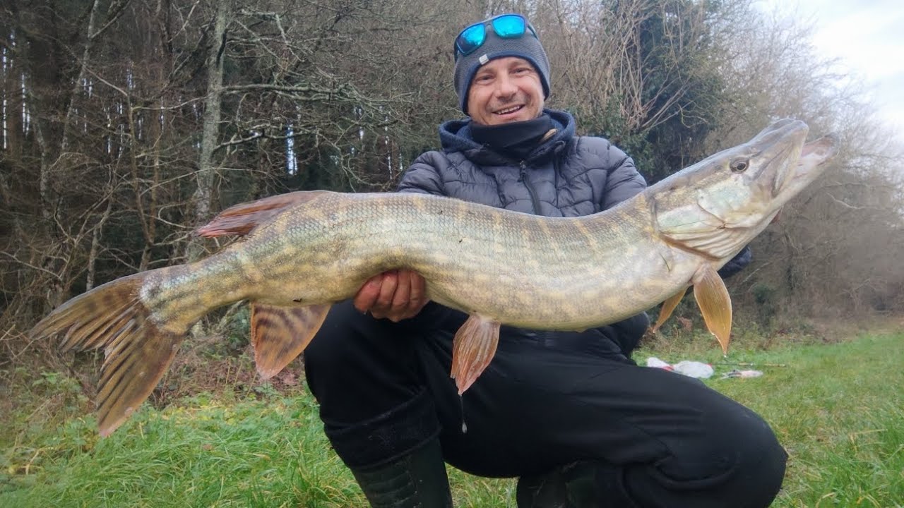 Dead baiting for pike with the circle hooks 