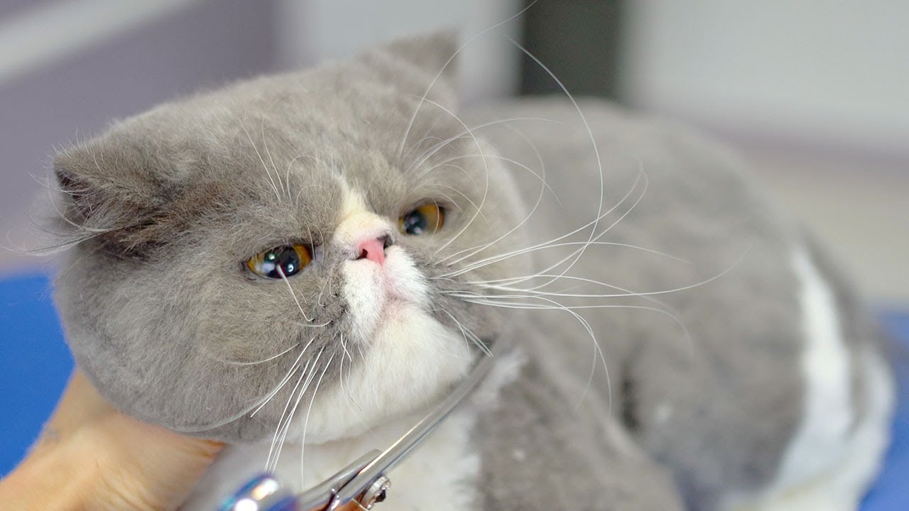 Будьте бдительны с этой милой кошкой!😻🛁✂️❤️