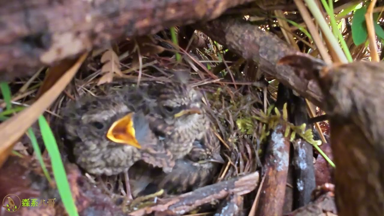 The long-billed bird feeds the neighbor’s chicks every day. 长嘴鸟每天都来喂邻家小鸟，小鸟开始拍打翅膀，快要离巢了