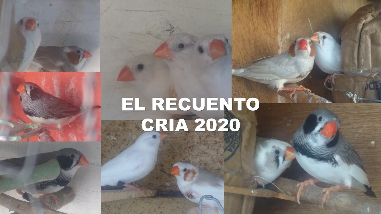 CRIA 2020