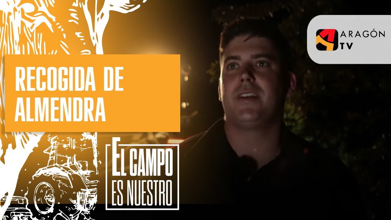 Recogida de almendra