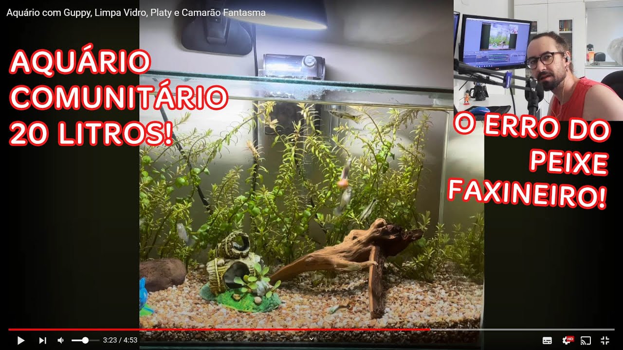 AQUÁRIO COMUNITÁRIO DE 20 LITROS COM GUPPY, PLATY, LIMPA VIDRO E CAMARÃO FANTASMA!