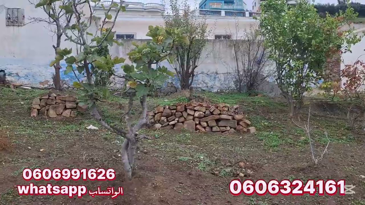 قطعة ارضيه ملكية 550متر فيها دار واصلا الضوء الماء والطريق بين طنجة ولقصر الصغير(زهارا )