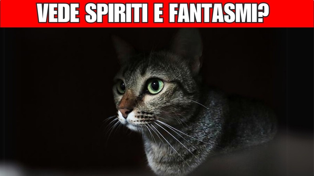 Il tuo gatto vede fantasmi, spiriti e il soprannaturale?