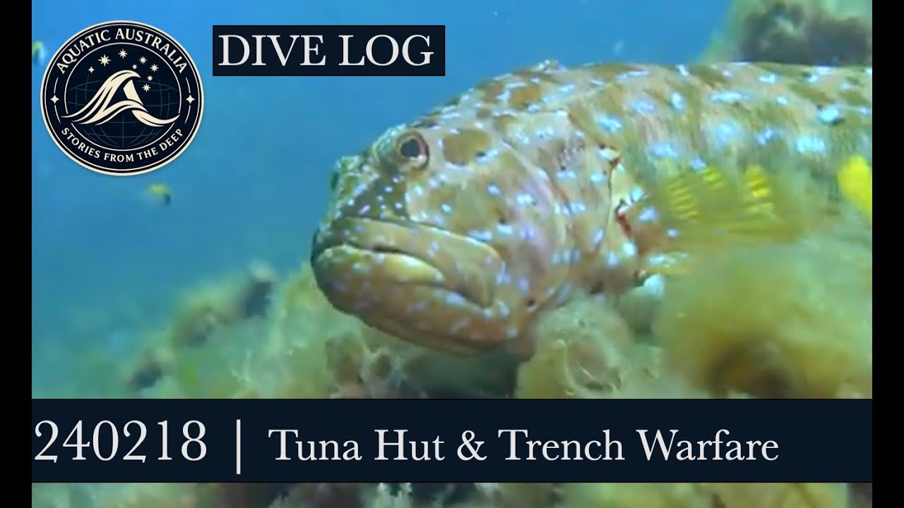 240218 | DIVE LOGS 