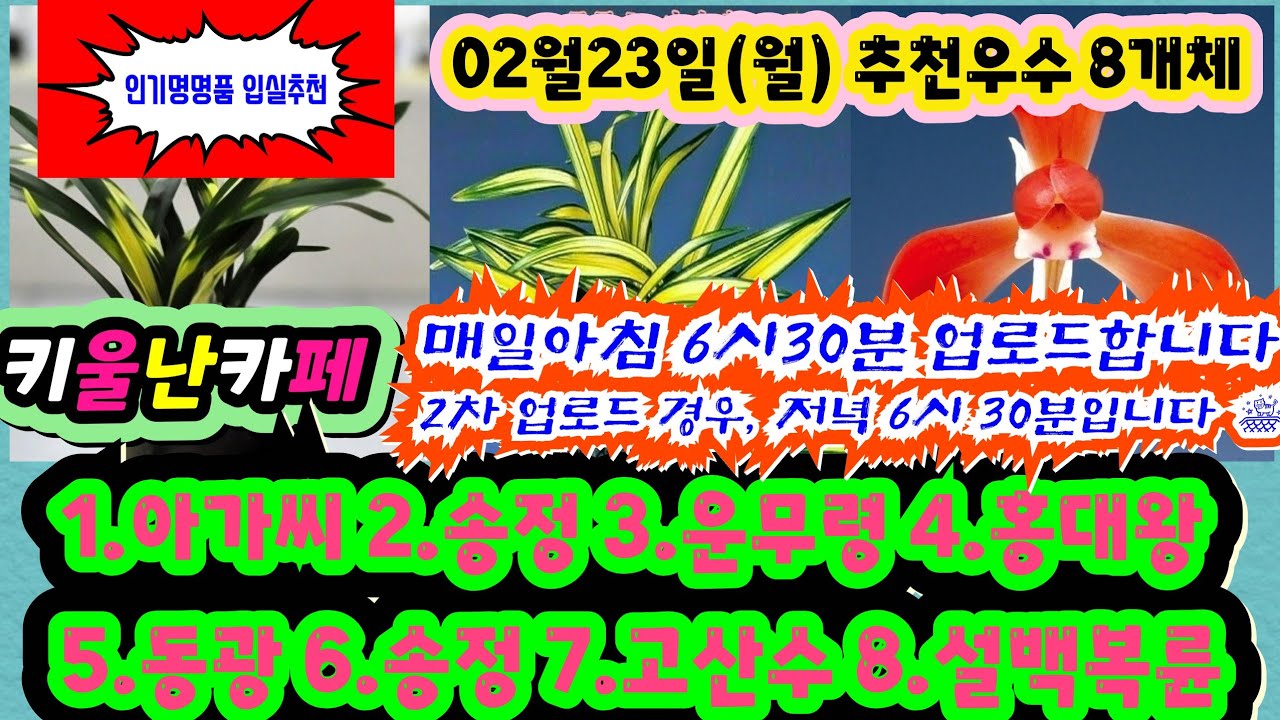 02/23(월) 추천우수 8개체 [1.아가씨 2.송정 3.운무령 4.홍대왕 5.동광 6.송정 7.고산수 8.설백복륜] #orchid 