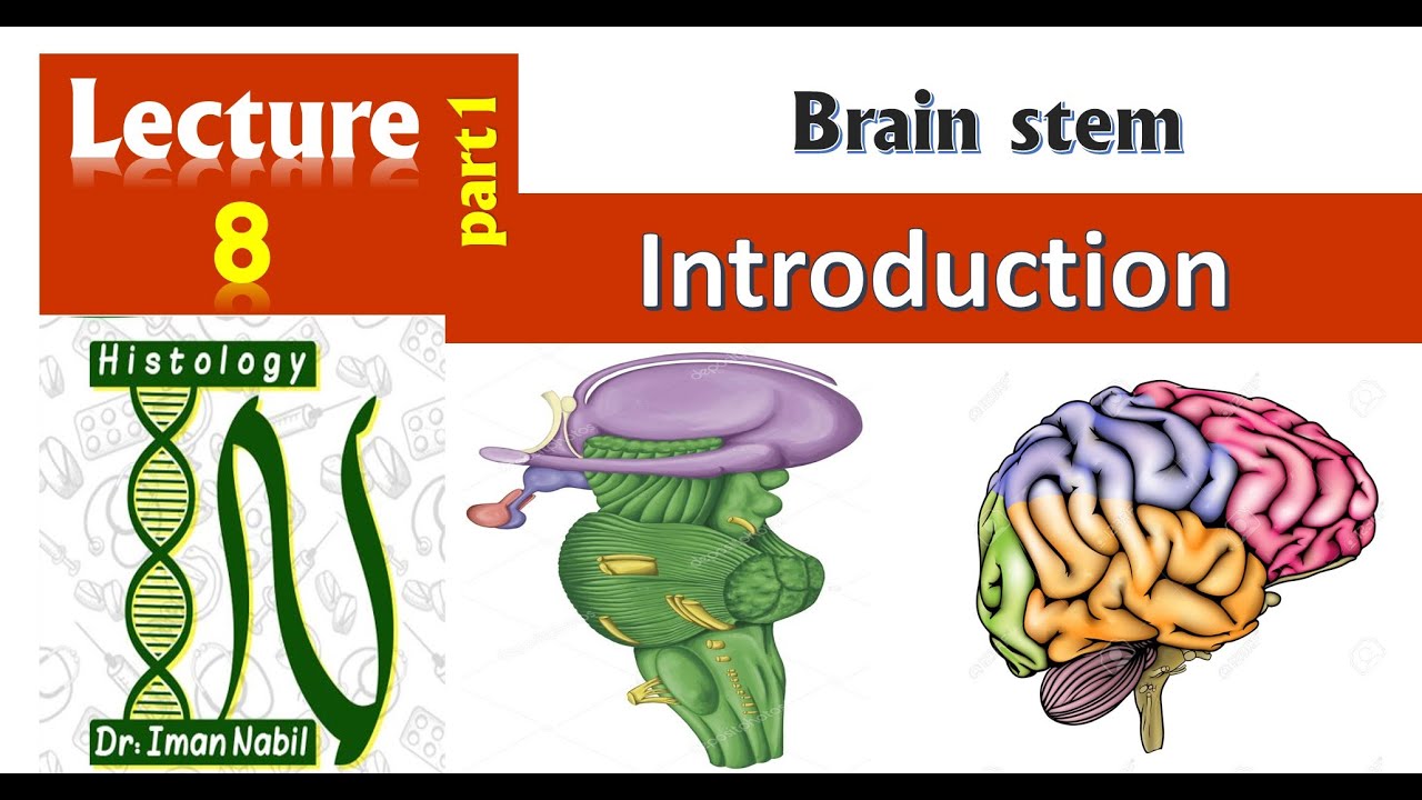 Brain stem-1- Introduction-Histology-CNS module