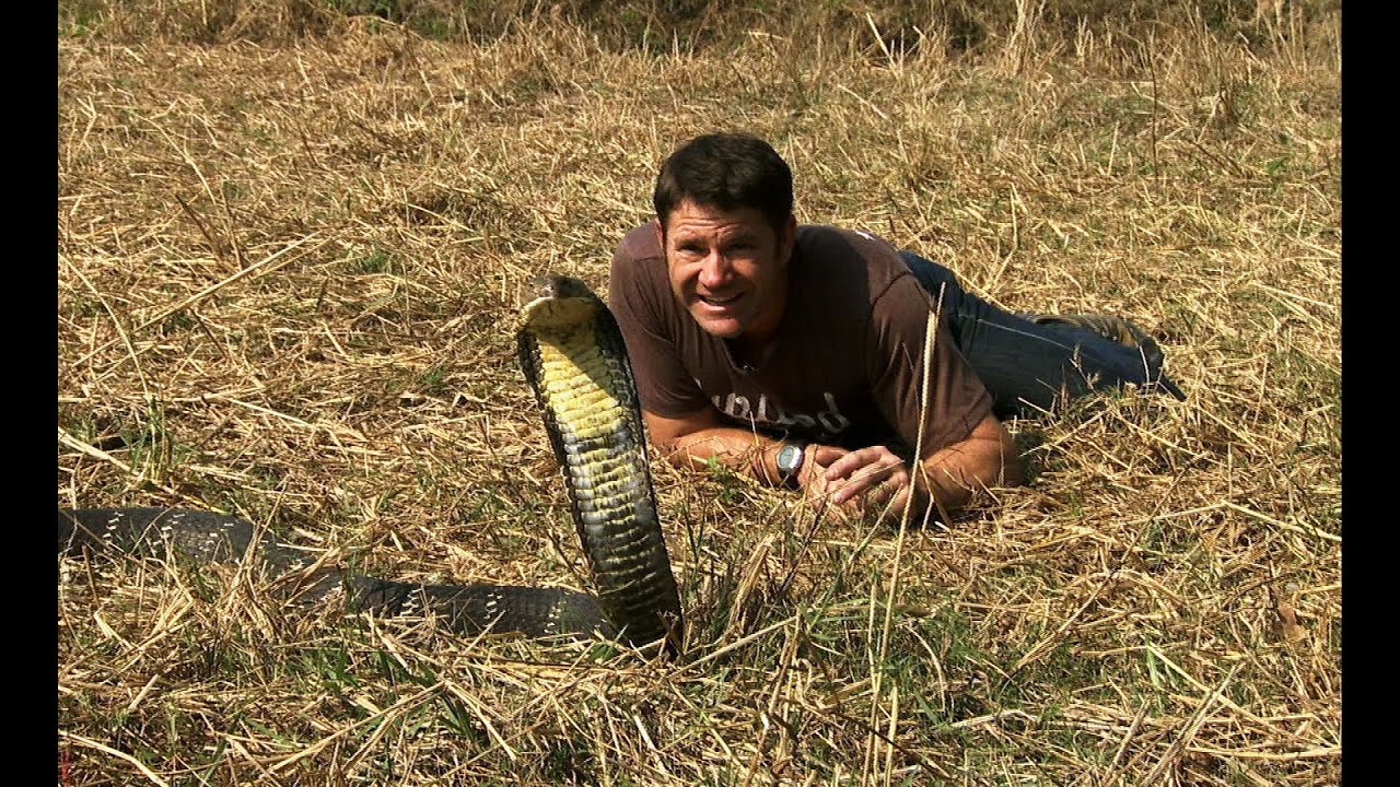 Awesome King Cobra | Deadly 60 | Series 2 | BBC Earth