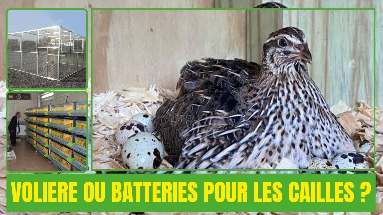Élevage Intensif de CAILLES -  Volière ou Batteries de Cages - Quelle Productivité et Rentabilité ?