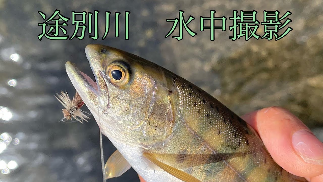北海道　途別川　水中撮影