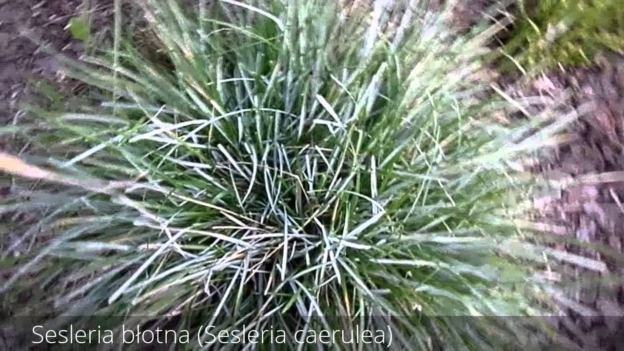Sesleria błotna (Sesleria caerulea)
