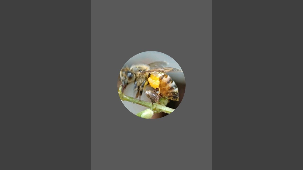 Rotana Beesfarm is live!